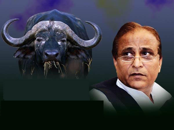 মন্ত্রীর মোষ চুরি, খুঁজতে দেরি হওয়ায় সাসপেন্ড ৩ পুলিশ মন্ত্রীর মোষ চুরি, খুঁজতে দেরি হওয়ায় সাসপেন্ড ৩ পুলিশ