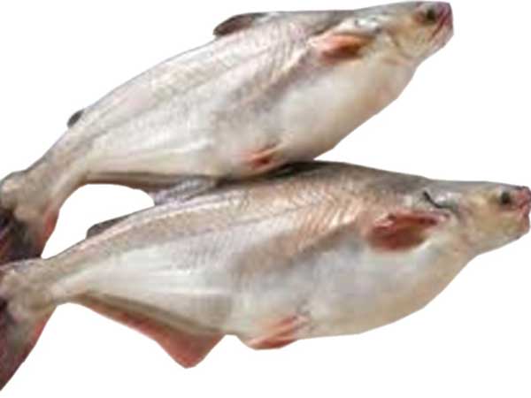 মাছ মাছ