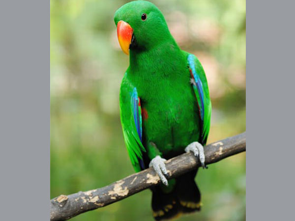 টিয়া টিয়া