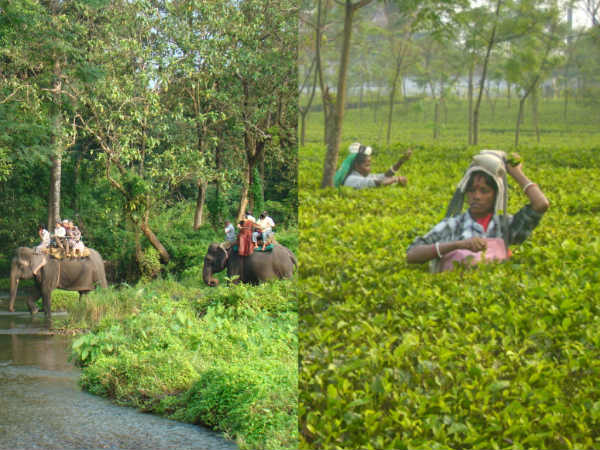 জলপাইগুড়ি জলপাইগুড়ি