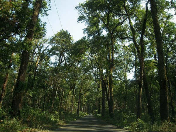 গারুচিরা গারুচিরা