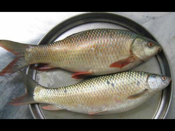 মাছ মাছ
