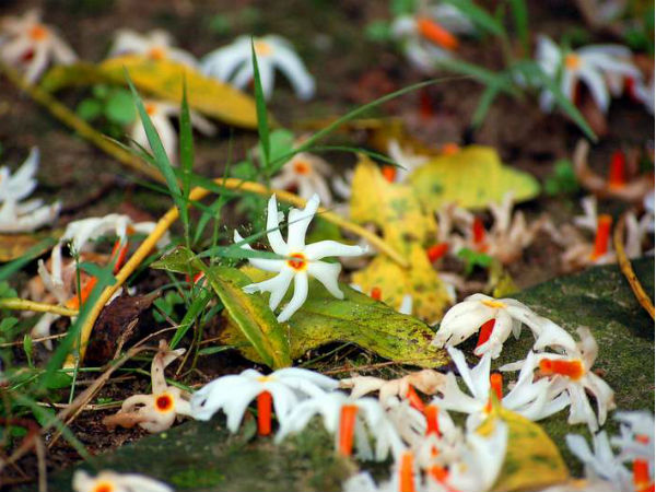 শিউলির সুবাস