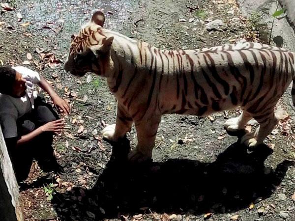 দিল্লি চিড়িয়াখানায় বাঘের কোপে ছাত্র : 'দুর্ভাগ্যের অতীত' যেন ফের থাবা বসাল পরিবারটিতে দিল্লি চিড়িয়াখানায় বাঘের কোপে ছাত্র : 'দুর্ভাগ্যের অতীত' যেন ফের থাবা বসাল পরিবারটিতে