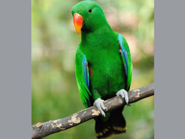 ইংরাজিতে কথা বলা টিয়া ৪ বছর পর ফিরল স্প্যানিশ ভাষা শিখে! ইংরাজিতে কথা বলা টিয়া ৪ বছর পর ফিরল স্প্যানিশ ভাষা শিখে!