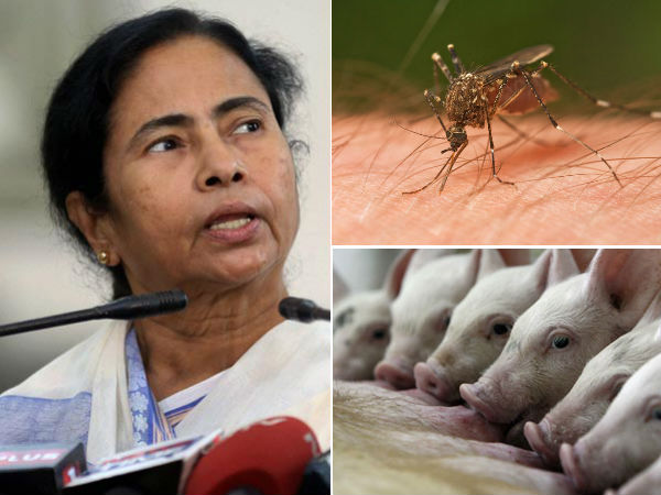 সোয়াইন ফ্লুয়ের আসল কারণ 'মশার কামড়', এবারও বক্তা মমতাই! সোয়াইন ফ্লুয়ের আসল কারণ 'মশার কামড়', এবারও বক্তা মমতাই!