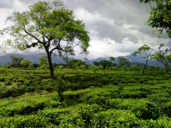 চামুর্চি