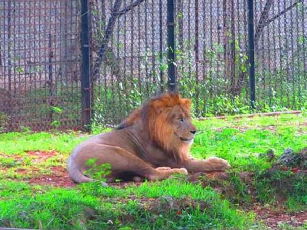 বাঘকে সরিয়ে সিংহকে জাতীয় পশুর মর্যাদা কেন্দ্রের! বাঘকে সরিয়ে সিংহকে জাতীয় পশুর মর্যাদা কেন্দ্রের!