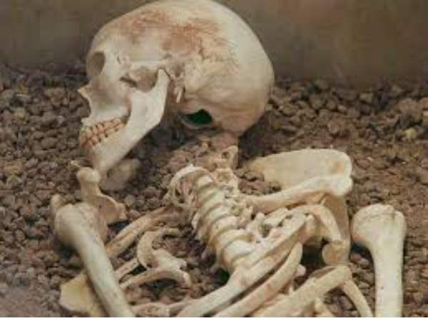 skeleton skeleton