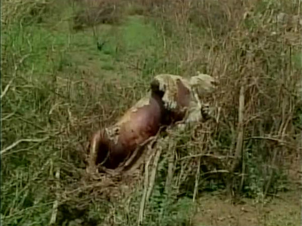সিংহের মৃত্যু