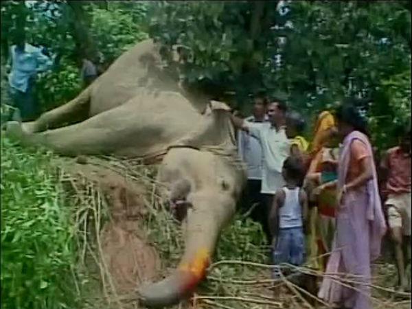 বিদ্যুৎস্পৃষ্ট হাতি