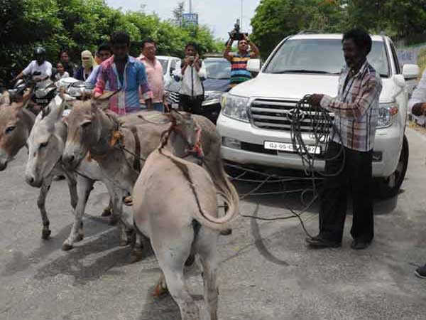গাধার খাটুনি