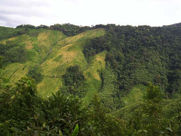 বলপকম অরণ্য