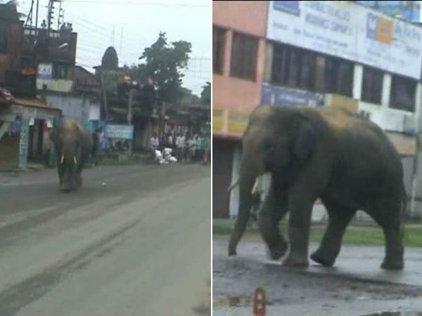 ঘরছাড়া হাতি
