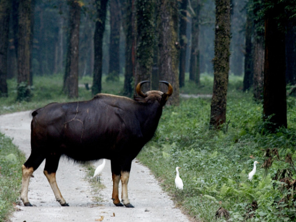 গরুমারা