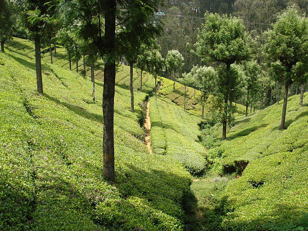 কুন্নুর, তামিলনাড়ু