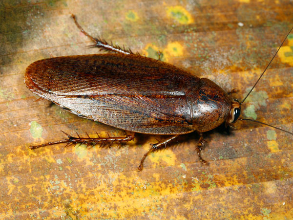 আরশোলা
