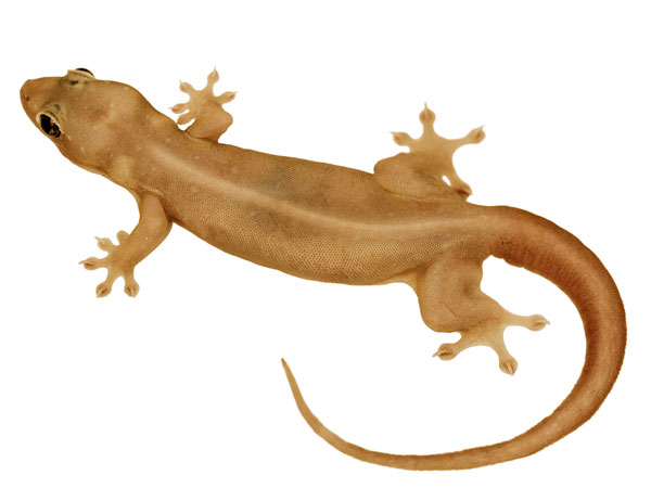 টিকটিকি