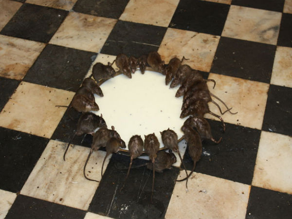 কারনি মাতা মন্দির