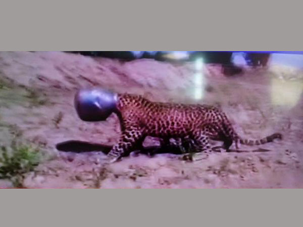 ভাইরাল ভিডিও : হাড়িতে মুখ আটকে ঘুরে বেড়াচ্ছে চিতা ভাইরাল ভিডিও : হাড়িতে মুখ আটকে ঘুরে বেড়াচ্ছে চিতা