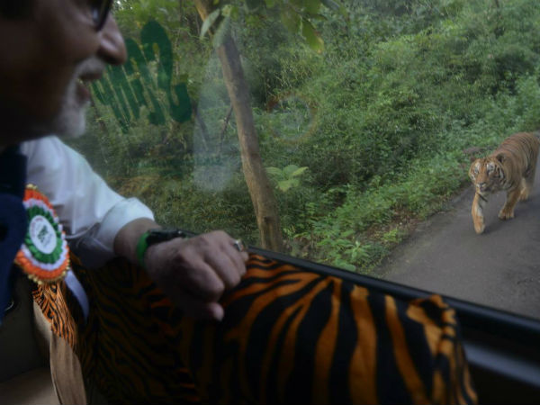 জঙ্গলে বিগ বি