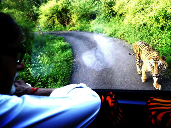 বাঘের ব্র্যান্ড অ্যাম্বাসডর