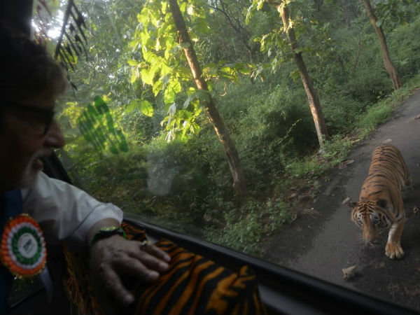 বাঘের মুখোমুখি বিগ বি