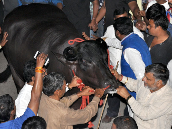 উৎসবে শামিল যুবরাজ