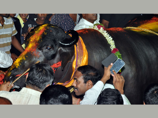 যুবরাজের খোরাক