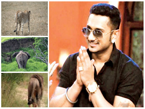 ইয়ো ইয়ো হানি সিংয়ের গান শুনলে পালায় জংলী পশুরাও! বিশ্বাস না হয় উত্তরাখণ্ডের কৃষকদেরই জিজ্ঞাসা করুন! ইয়ো ইয়ো হানি সিংয়ের গান শুনলে পালায় জংলী পশুরাও! বিশ্বাস না হয় উত্তরাখণ্ডের কৃষকদেরই জিজ্ঞাসা করুন!