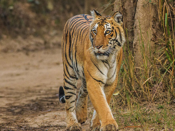 জিম করবেট ন্যাশনাল পার্ক