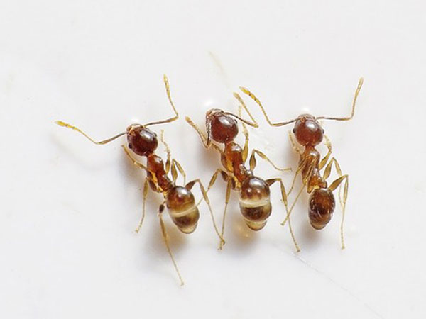 করোনা চিকিৎসায় লাল পিঁপড়ের চাটনি