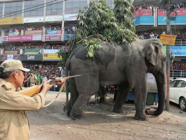৮ ঘন্টা ধরে মত্ত হাতির তাণ্ডব শিলিগুড়িতে, ক্ষতিগ্রস্ত শতাধিক ঘর-বাড়ি ৮ ঘন্টা ধরে মত্ত হাতির তাণ্ডব শিলিগুড়িতে, ক্ষতিগ্রস্ত শতাধিক ঘর-বাড়ি