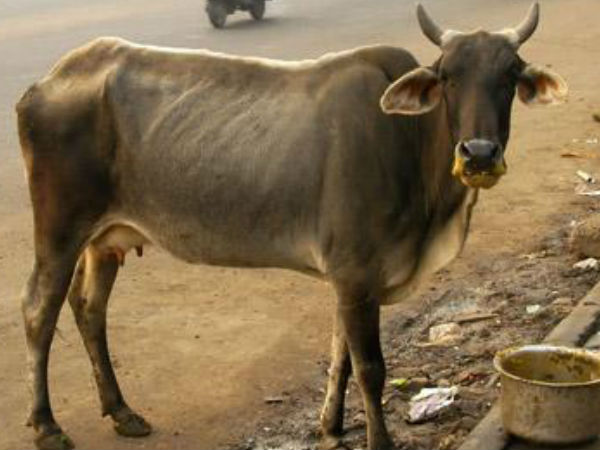 গো-বলয়ে মদ্যপ প্রৌঢ়ের হাতে ধর্ষিত গোয়াল পালানো 'গরু' গো-বলয়ে মদ্যপ প্রৌঢ়ের হাতে ধর্ষিত গোয়াল পালানো 'গরু'