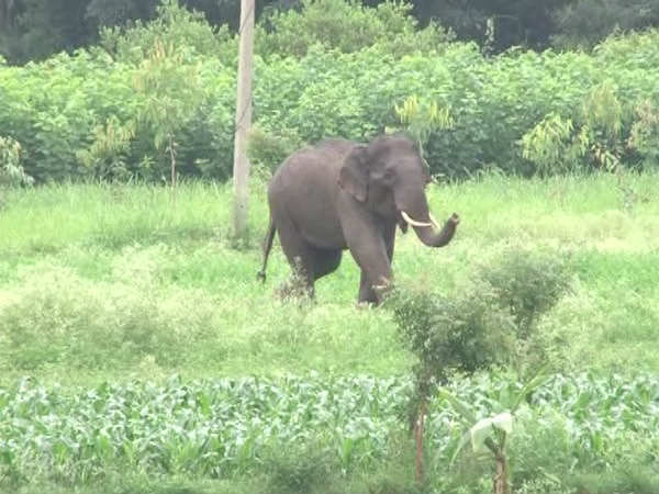 বর্ধমানে মত্ত হাতির হামলায় মৃত চার গ্রামবাসী বর্ধমানে মত্ত হাতির হামলায় মৃত চার গ্রামবাসী