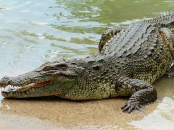 লোকালয়ে কুমীর