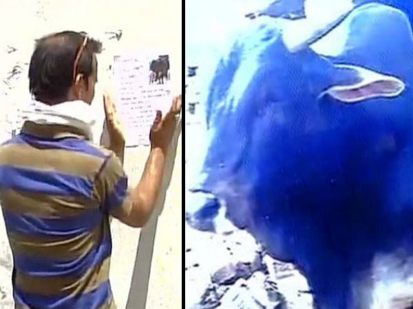 'বাদশা'-র খোঁজ দিলে মিলবে ৫০ হাজার, শোকার্ত ঘোষণা মালিকের 'বাদশা'-র খোঁজ দিলে মিলবে ৫০ হাজার, শোকার্ত ঘোষণা মালিকের