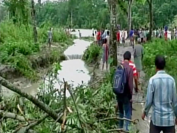 ক্ষতির মুখে চা বাগান