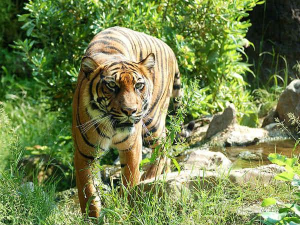 চিনের ওয়াইল্ডলাইফ পার্কে মহিলাকে টেনে নিয়ে গেল বাঘ চিনের ওয়াইল্ডলাইফ পার্কে মহিলাকে টেনে নিয়ে গেল বাঘ