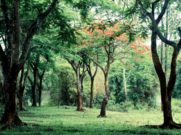 কুর্গ