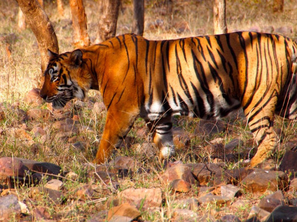 রণথম্ভোর ন্যাশনাল পার্ক