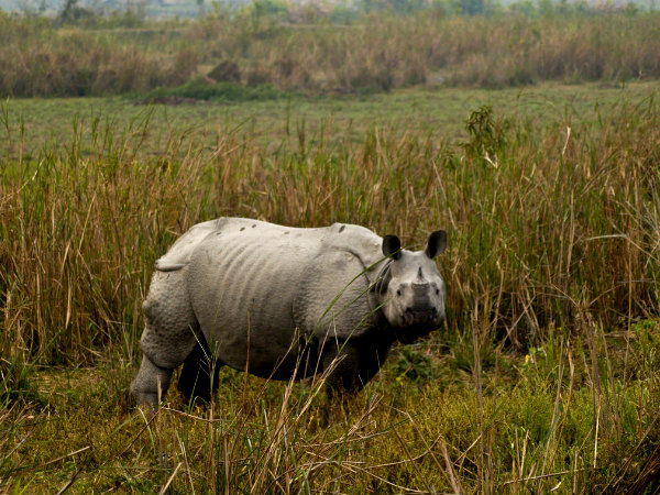 কাজিরাঙা পার্ক
