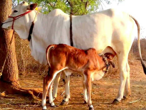 গরু: