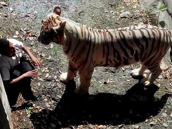 কলস নদীতে বাঘের কবলে মৎস্যজীবী