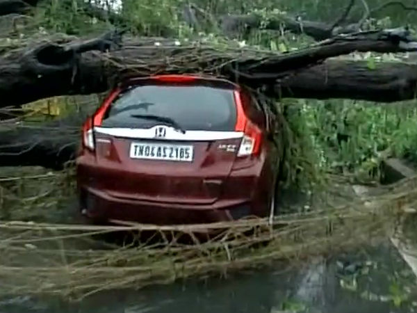 ভরদায় উপরে গেল শতাধিক গাছ