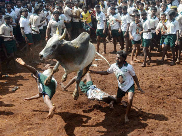 জল্লিকাট্টু : চেন্নাইয়ের কাছে পুদুকোট্টাইয়ে খেলায় মৃত ২, আহত শতাধিক জল্লিকাট্টু : চেন্নাইয়ের কাছে পুদুকোট্টাইয়ে খেলায় মৃত ২, আহত শতাধিক