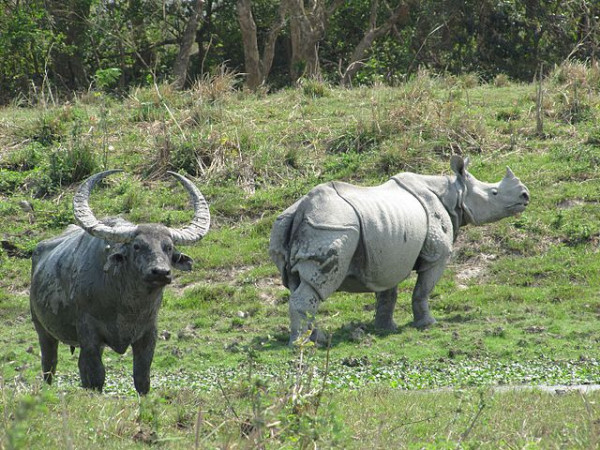 কাজিরাঙা ন্যাশনাল পার্ক