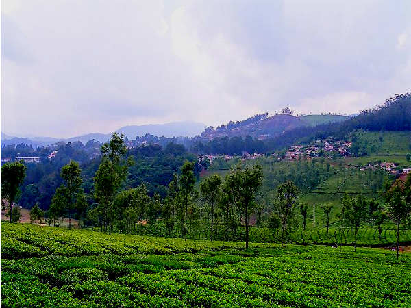 উটি