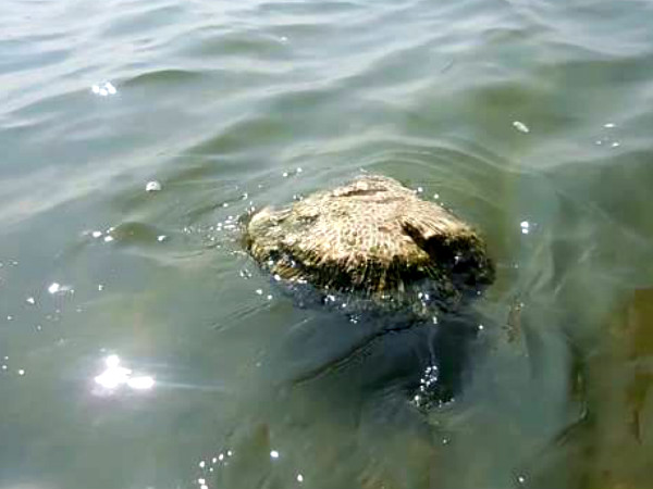 ভাসমান পাথর, তামিলনাড়ু
