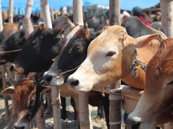 গো-হত্যায় যাবজ্জীবন জেল গুজরাতে, সঙ্গে ১ লক্ষ টাকা জরিমানা গো-হত্যায় যাবজ্জীবন জেল গুজরাতে, সঙ্গে ১ লক্ষ টাকা জরিমানা